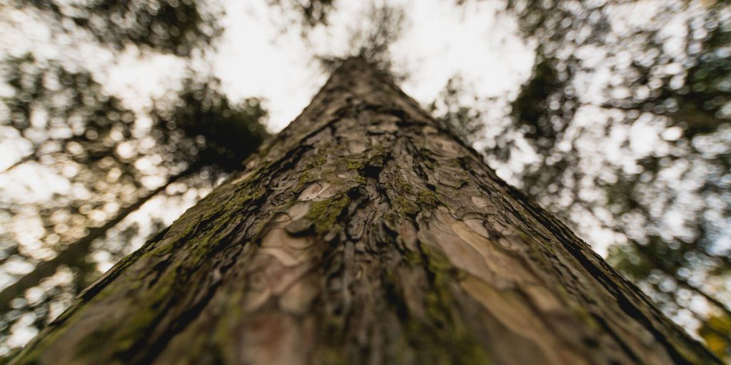 Tree Surgeons in Suffolk